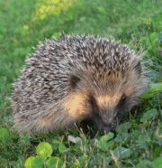 igel